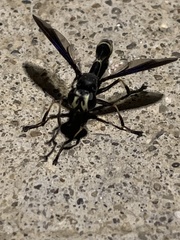 Physocephala tibialis