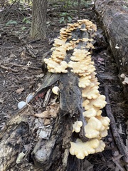 Phyllotopsis nidulans