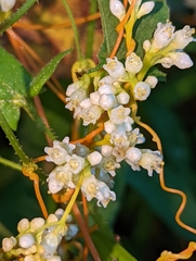 Cuscuta gronovii