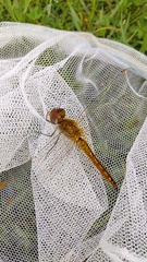 Pantala flavescens