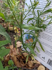 Erigeron canadensis