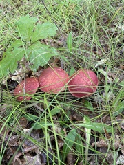 Baorangia