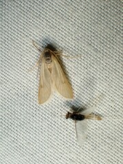 Acentria ephemerella