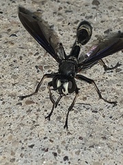 Physocephala tibialis