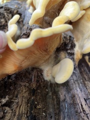 Phyllotopsis nidulans