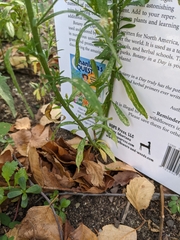 Erigeron canadensis
