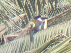 Andigena nigrirostris