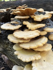 Phyllotopsis nidulans