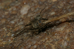 Isoetes histrix