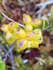 Scheuchzeria palustris