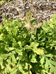 Geum triflorum