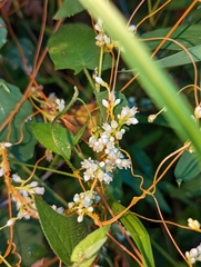 Cuscuta gronovii