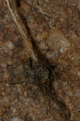 Isoetes histrix