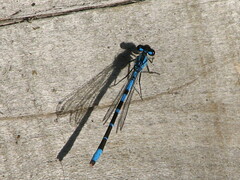 Enallagma carunculatum