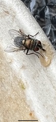 Diptera
