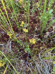 Scheuchzeria palustris