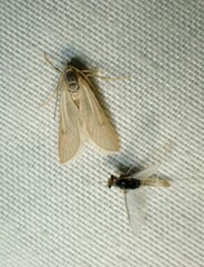 Acentria ephemerella