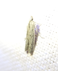 Phycitodes reliquellum