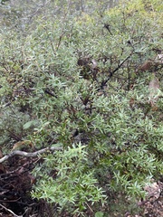 Acrotriche aggregata