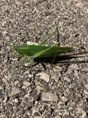 Neoconocephalus retusus