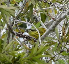 Setophaga discolor