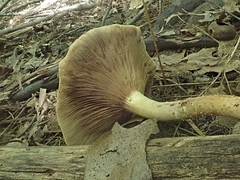 Pholiota terrestris