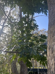 Brachychiton acerifolius