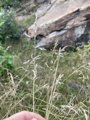 Poa pratensis