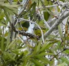Setophaga discolor