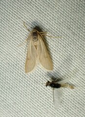 Acentria ephemerella