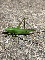 Neoconocephalus retusus