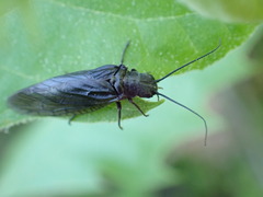 Sialidae