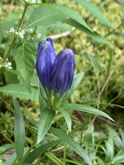 Gentiana linearis
