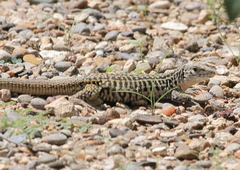 Aspidoscelis tesselatus