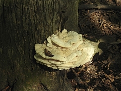 Climacodon septentrionalis