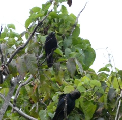 Corvus jamaicensis