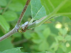 Hentzia