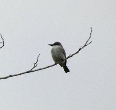 Tyrannus dominicensis
