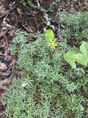 Acrotriche aggregata