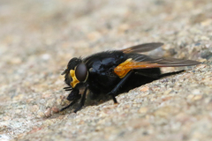 Mesembrina meridiana