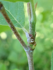 Hentzia