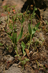 Tuberaria guttata