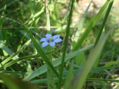Sisyrinchium