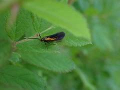 Mathildana newmanella