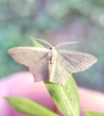 Chloropteryx tepperaria
