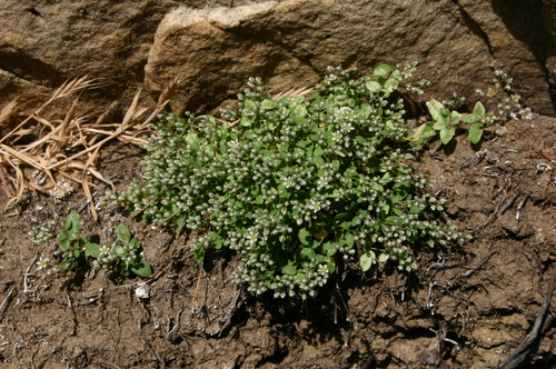 Polycarpon polycarpoides subsp. polycarpoides image