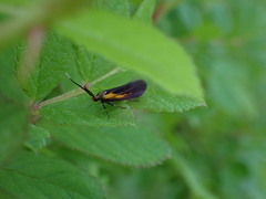 Mathildana newmanella