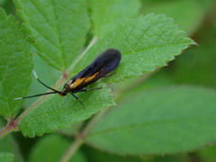 Mathildana newmanella