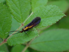 Mathildana newmanella