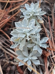 Antennaria parvifolia